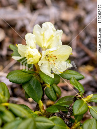 杜鵑花杜鵑花 126262672