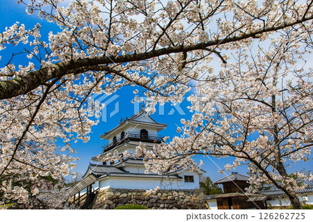 [宮城縣_白石城] 白石城的灰泥與櫻花的對比令人驚嘆 126262725