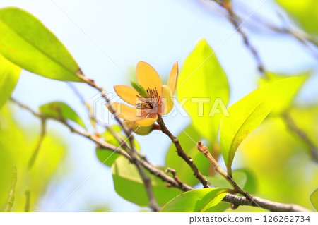 米色的唐種花 126262734