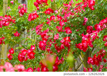 Beautifully blooming rose flower 126262826