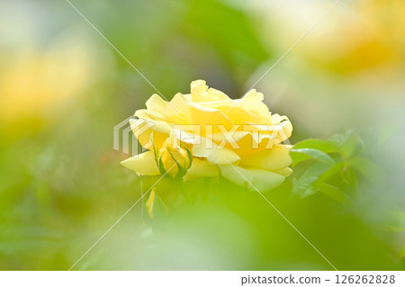 Beautiful yellow rose flower 126262828
