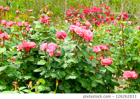 Beautifully blooming roses 126262831