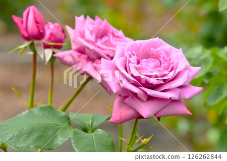 Beautifully blooming roses 126262844
