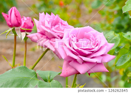 美麗的粉紅玫瑰花 126262845