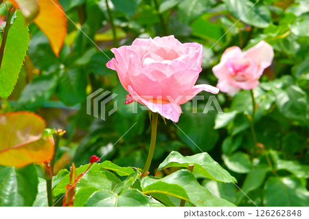 Beautiful pink rose flower Beautiful pink rose flower 126262848