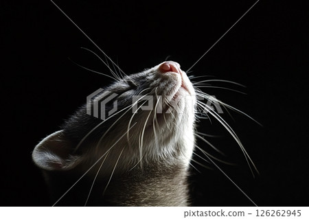 Cute ferret enjoying and smelling fresh air in dark room 126262945