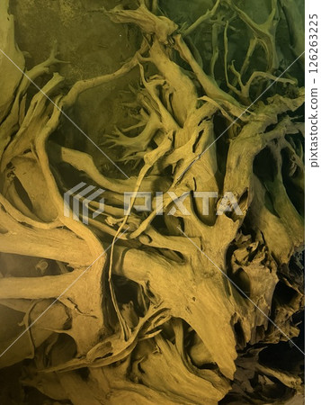 Uozu Buried Forest in Toyama Prefecture, where a cedar forest from about 2,000 years ago was buried due to river flooding and rising sea levels, designated as a Special Natural Monument of Japan. 126263225