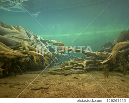 Uozu Buried Forest in Toyama Prefecture, where a cedar forest from about 2,000 years ago was buried due to river flooding and rising sea levels, designated as a Special Natural Monument of Japan. 126263233