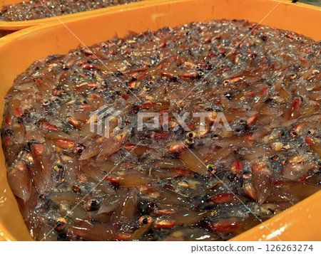 Namerikawa City in Toyama Prefecture is famous for its firefly squid fishing, and the spectacle of swarms of blue lights has been designated a Special Natural Monument. Namerikawa City in Toyama Prefecture is famous for its firefly squid fishing, and the spectacle of swarms of blue lights has been designated a Special Natural Monument. 126263274