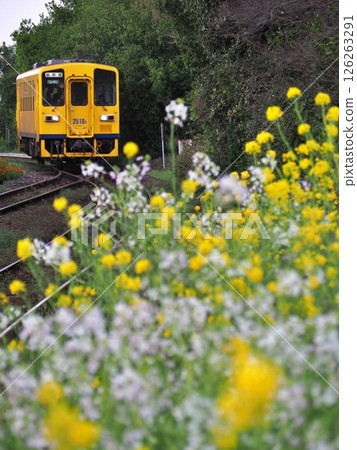 A train greeted by spring flowers A train greeted by spring flowers 126263291