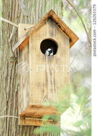 A female great tit in a nest box 126263379