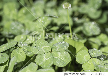 一片四葉草，雨滴落下 126263435