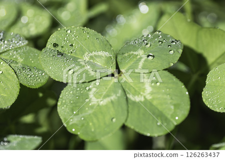 A four-leaf clover with raindrops falling 126263437