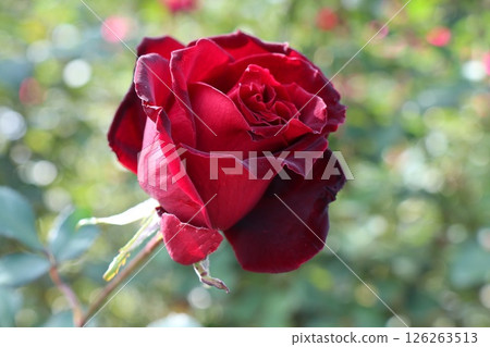 Crimson rose flower close-up Crimson rose flower close-up 126263513