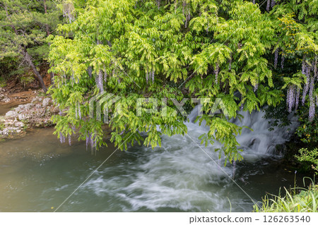 二穗一環野的紫藤花 126263540