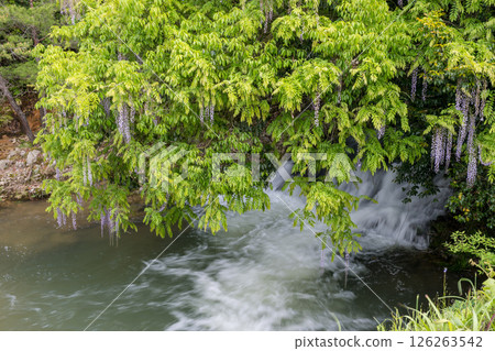 二穗一環野的紫藤花 二穗一環野的紫藤花 126263542
