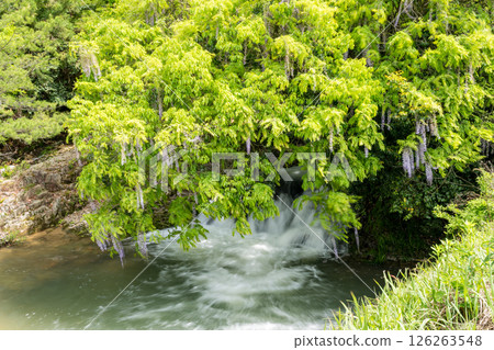 二穗一環野的紫藤花 126263548