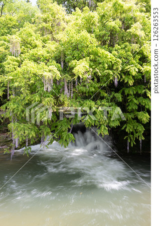 Wisteria flowers at Niho Ikkanno 126263553