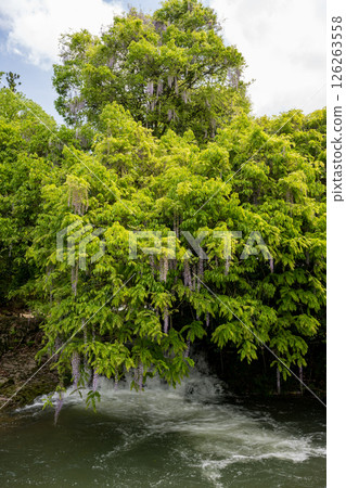 Wisteria flowers at Niho Ikkanno Wisteria flowers at Niho Ikkanno 126263558