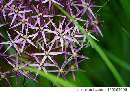 盛開的玫瑰與水杉樹 126263606