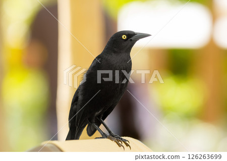 Noisy Great-tailed grackle perched on a lounge bed in the resort. Noisy Great-tailed grackle perched on a lounge bed in the resort. 126263699