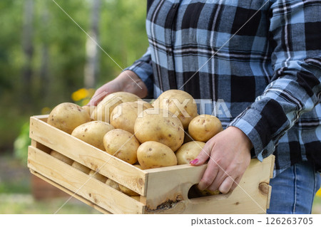 Wooden box with Yukon gold potatoes in woman's arms. 126263705