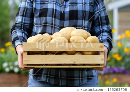 Wooden box with Yukon gold potatoes in woman's arms. 126263706