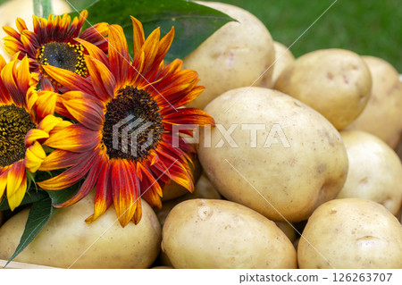 Yellow potatoes and red sunflowers in a wooden crate on the lawn. Yellow potatoes and red sunflowers in a wooden crate on the lawn. 126263707