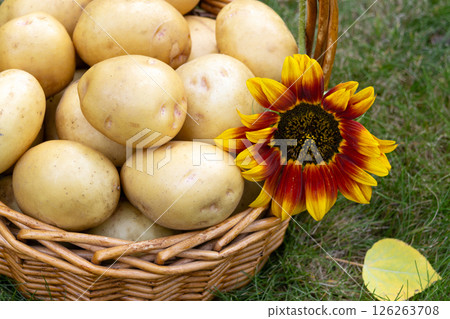 Yellow potatoes in the basket with sunflower on the green lawn in autumn. Yellow potatoes in the basket with sunflower on the green lawn in autumn. 126263708