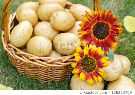 Yellow potatoes in the basket with sunflower on the green lawn in autumn. Yellow potatoes in the basket with sunflower on the green lawn in autumn. 126263709