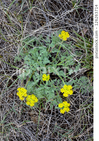 Yellow flowers of Lomatium or Spring gold grow in the wilderness. Yellow flowers of Lomatium or Spring gold grow in the wilderness. 126263714