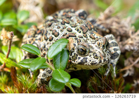 Canadian toad is on the yellow moss among branches in the woodland in fall. Canadian toad is on the yellow moss among branches in the woodland in fall. 126263719
