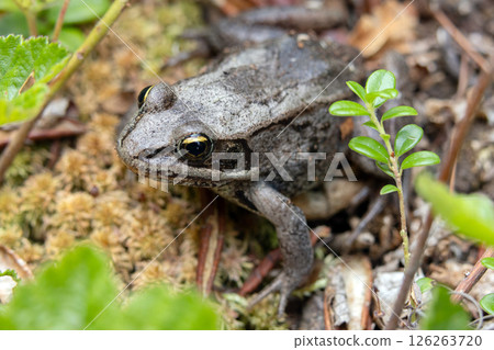 Boreal chorus frog is on the yellow moss in the woodland in fall. 126263720