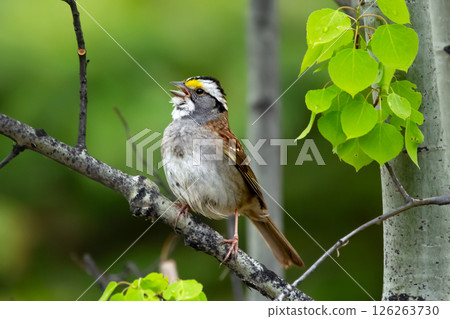 White-throated sparrow sits on a tree branch in spring in woods. 126263730