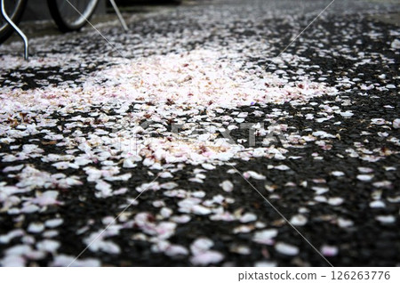 Cherry petals scattered on the sidewalk 126263776