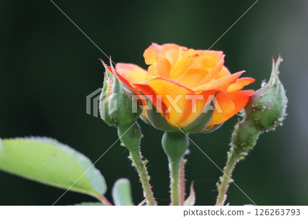 Beautiful roses wet with rain Beautiful roses wet with rain 126263793