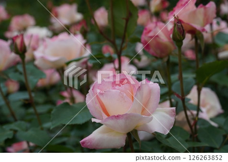 盛開的玫瑰與水杉樹 126263852