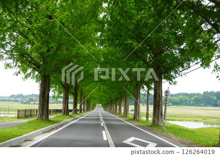 Blooming roses and metasequoia trees 126264019