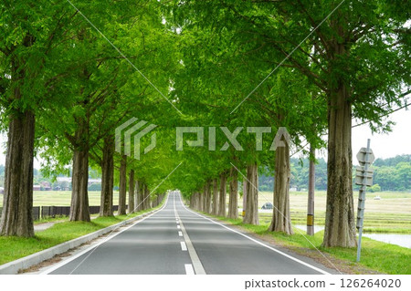 盛開的玫瑰與水杉樹 126264020