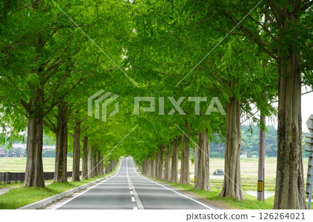 盛開的玫瑰與水杉樹 126264021