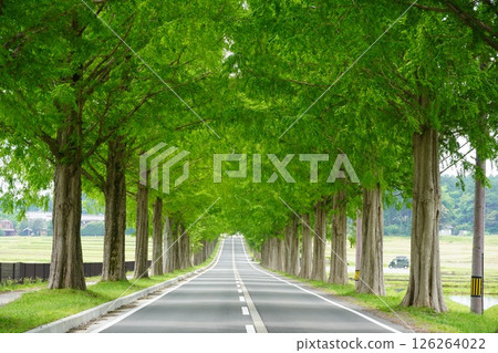 盛開的玫瑰與水杉樹 126264022