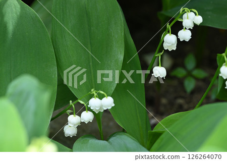 Lily of the valley 126264070