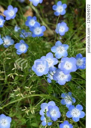 Nemophila 126264072