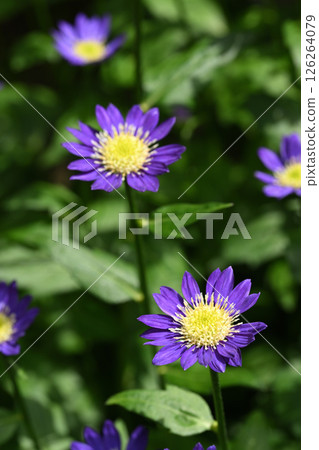 Miyako Wasure 126264079