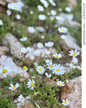 Field daisies outdoors. High quality photo Field daisies outdoors. High quality photo 126264129