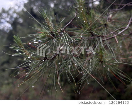 Pine needles droplets. High quality photo 126264133
