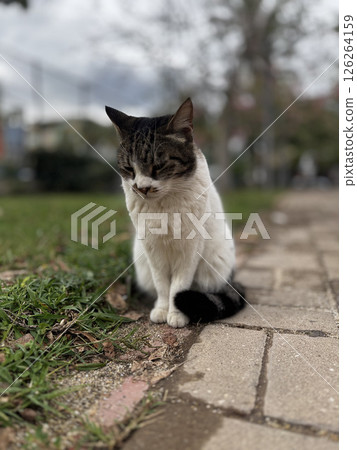 Cat rocky beach seashore 126264159