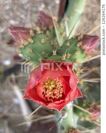 Cactus red flower. High quality photo Cactus red flower. High quality photo 126264176