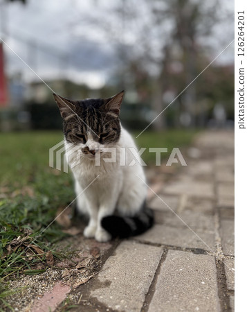 Cat rocky beach seashore 126264201
