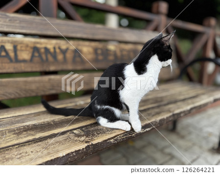 charismatic face cat. High quality photo 126264221